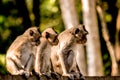 Three monkeys in Cambodia Royalty Free Stock Photo