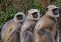 Three Monkeys (Langur) Royalty Free Stock Photo