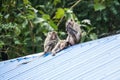 Three monkeys sit and play on the roof Royalty Free Stock Photo