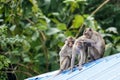 Three monkeys sit and play on the roof Royalty Free Stock Photo