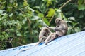Three monkeys sit and play on the roof Royalty Free Stock Photo