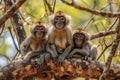 three monkeys sitting on a tree branch