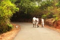 Three monks walking on the road. Gokarna, Karnataka, India