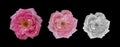 Three monochrome and pink pastel rose macros of isolated blossoms in painting style on black background