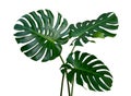 Three Monstera Plant Leaves, The Tropical Evergreen Vine Isolated On White Background, Path