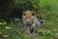 Amur leopard Panthera pardus orientalis