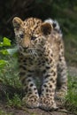 Amur leopard Panthera pardus orientalis