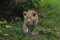 Amur leopard Panthera pardus orientalis Royalty Free Stock Photo