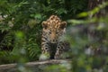 Amur leopard Panthera pardus orientalis Royalty Free Stock Photo