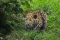 Amur leopard Panthera pardus orientalis