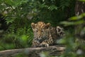 Amur leopard Panthera pardus orientalis Royalty Free Stock Photo