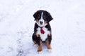 Three-month old Bernese Mountain Dog with plaid tie and shy expression looking up