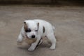 A three-month-old puppy of the Central Asian shepherd or Alabai Royalty Free Stock Photo