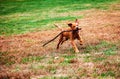 Red Labrador puppy playing iwth stick Royalty Free Stock Photo