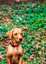 Red Labrador puppy by green ivy