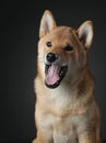 Shiba inu puppy. dog on a blackackground. Pet in the studio Royalty Free Stock Photo