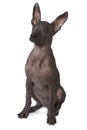 Three month old xoloitzcuintle puppy