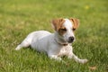 Three-month Puppy breed Jack Russell Terrier walking on the lawn. Dog breeding. Pets and care