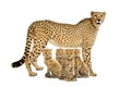 Three months old cheetah cub sitting next they mother Royalty Free Stock Photo