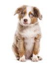 Three months old Puppy red merle blue eyed Bastard dog cross with an australian shepherd and unknown breed, isolated on white Royalty Free Stock Photo