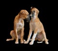 Three months old puppys of Russian borzoi Royalty Free Stock Photo