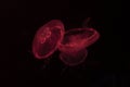 Three Moon jellyfish reflecting aquarium red light. Royalty Free Stock Photo