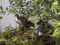 Moorhen chicks on nest in England, UK. Gallinula chloropus.