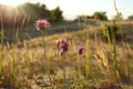 Three or more meadow lilac purple flowers on a meadow in the grass in the evening in the rays of the setting sun summer natural la Royalty Free Stock Photo