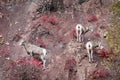 Three Mountain bighorn sheep on a rocky slope close-up. Red rock formation and red autumn maple bushes around the bighorn sheep.