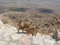 Goats in the desert