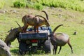 Three mountain goats serving themselves food