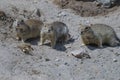 Three mountain gopher (Caucasian gopher, Spermophilus musicus) stand alert