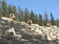 Three Mountain Sheep