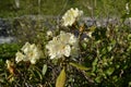 Three mountain white rhododendron flowers in the foreground