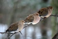 Three Mourning Doves Royalty Free Stock Photo