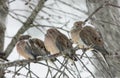 Three Mourning Doves in a Snowstorm Royalty Free Stock Photo