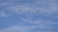 Three Mourning Doves All in a Row