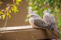 Three Mourning Doves sitting on a balcony ledge, California Royalty Free Stock Photo