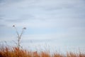 Three mourning doves in a tree Royalty Free Stock Photo