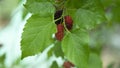 Fresh Mulberry in the back of Leaves