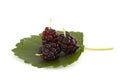 Three mulberry berries Royalty Free Stock Photo