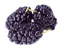 Three mulberry fruits, isolated Royalty Free Stock Photo