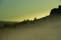 Three Mule Deer Bucks In Silhouette Against Sunset Royalty Free Stock Photo