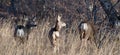 Three mule deer in a field Royalty Free Stock Photo