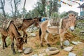 Three mules with baskets on the back standing near the heap of rocks