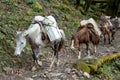 Three mules with baskets on the back walking by trail in the forest