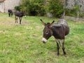 three mules in the meadow