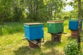 Three multi-colored beehives in the garden on a summer sunny day