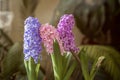 Three multi-colored colorful hyacinths on a background of lush green vegetation.