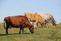 Three multi-colored cows grazing on green meadow